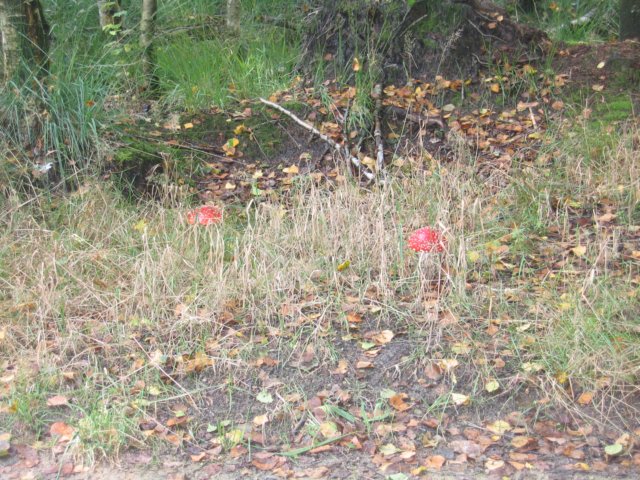 img_2533.jpg