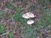 img_6343_small.jpg