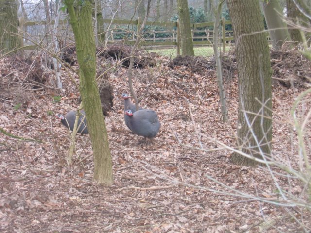 img_4982.jpg