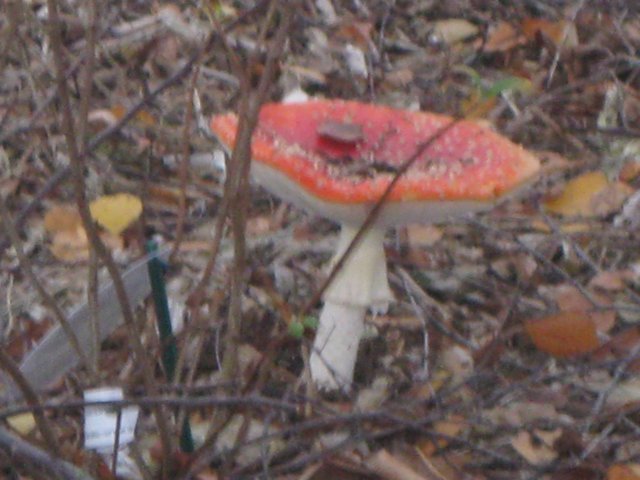 img_4556.jpg