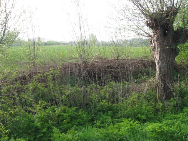 img_7387.jpg
