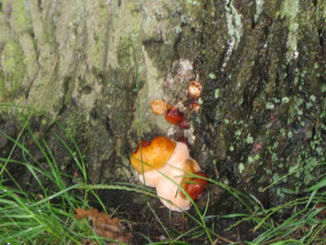 img_3676.jpg