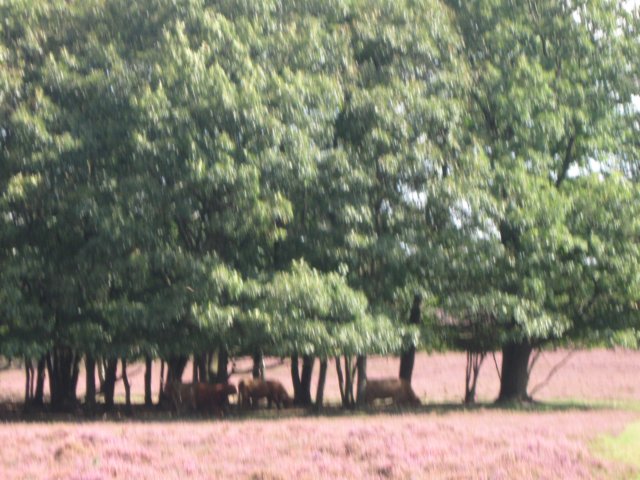 img_5286.jpg