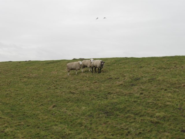 img_9774.jpg
