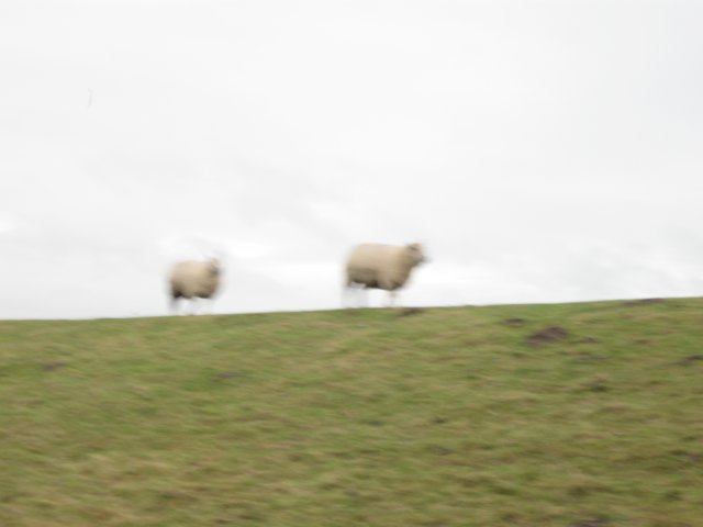 img_9775.jpg