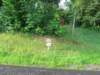 img_3781_small.jpg