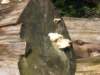 img_6385_small.jpg