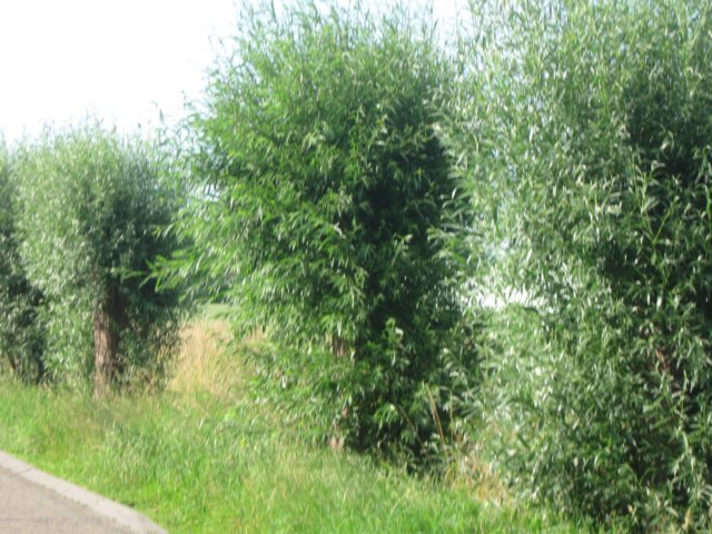 img_2894.jpg