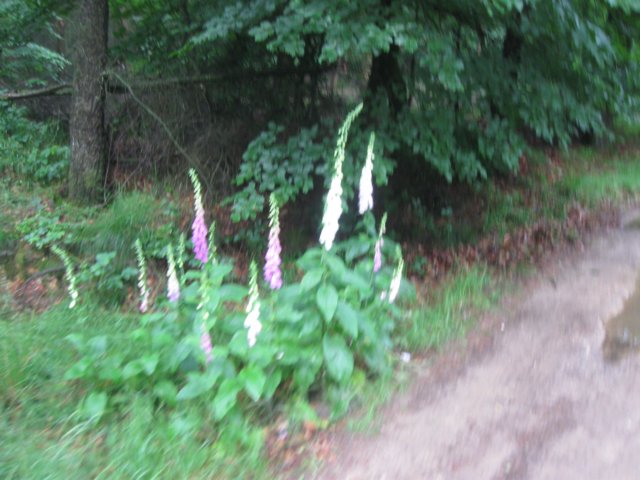 img_2805.jpg