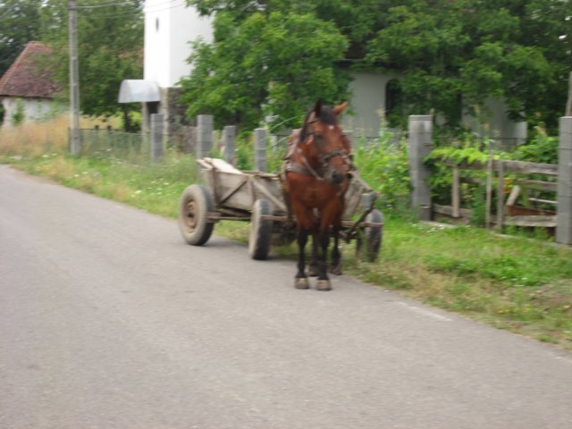 dag8vancampucetatiinaarvalea22.jpg