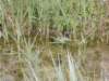 dscn2131_small.jpg