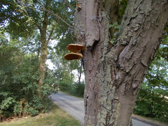 dscn0681.jpg