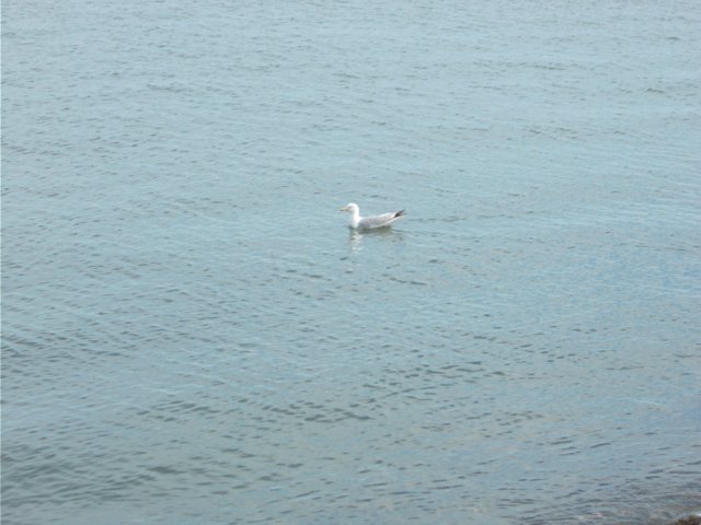 dscn1129.jpg