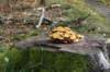 dsc05666_small.jpg