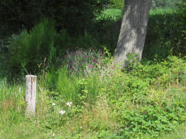 photo36.jpg