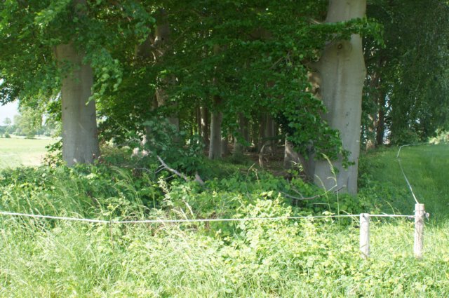 dsc07408.jpg