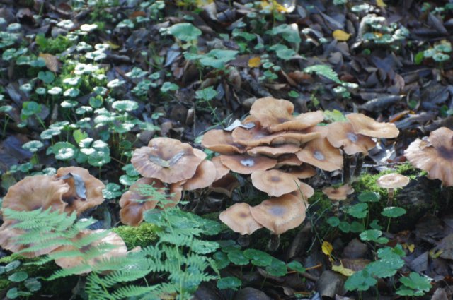 dsc08760.jpg