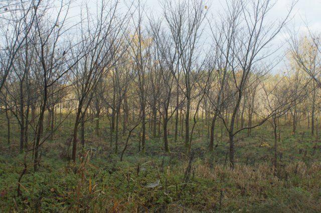 dsc08764.jpg