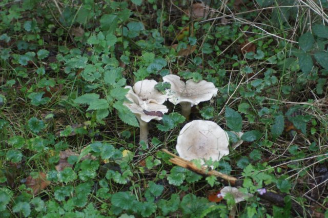 dsc08785.jpg