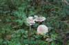 dsc08785_small.jpg
