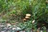 dsc08805_small.jpg