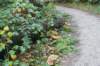 dsc08815_small.jpg