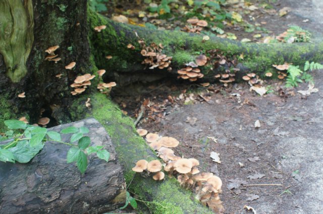 dsc08816.jpg