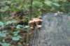dsc08817_small.jpg