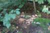 dsc08819_small.jpg