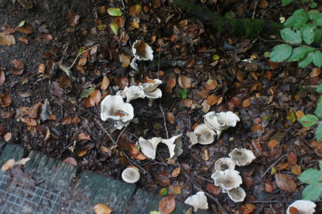 dsc08821.jpg