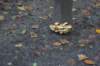 dsc08829_small.jpg