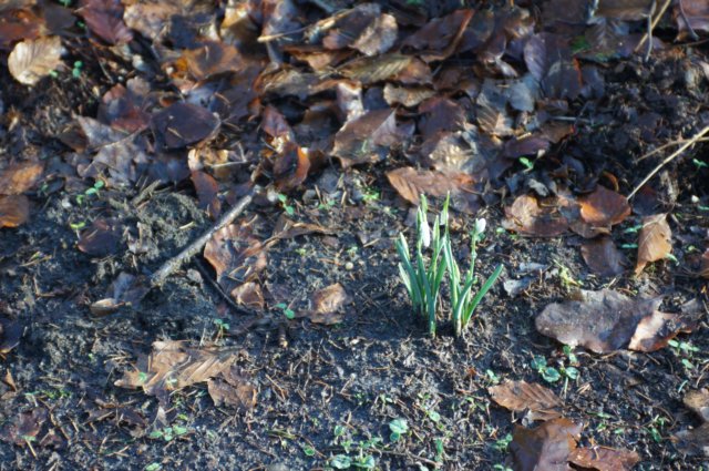 eerstesneeuwklokje.jpg