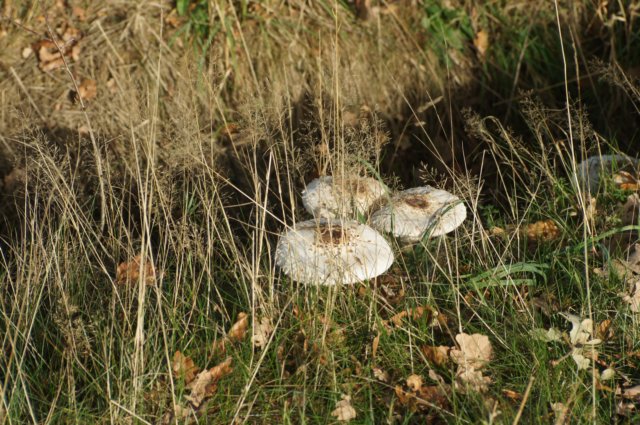dsc08998.jpg
