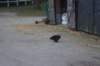 dsc02396_small.jpg