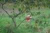 dsc02411_small.jpg