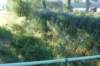 dsc01694_small.jpg