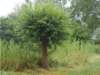 dscn0005_small.jpg