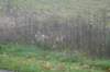 dsc02711_small.jpg