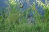 dsc01227_small.jpg