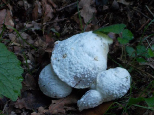 dscn0142.jpg