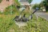 dsc00934_small.jpg