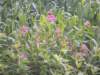 dscn0156_small.jpg