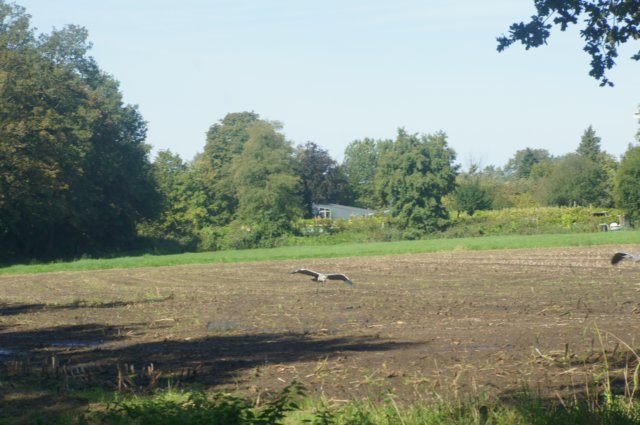 dsc02290.jpg