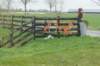 dsc09861_small.jpg
