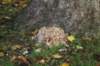 dsc02745_small.jpg