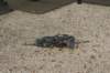dsc02795_small.jpg