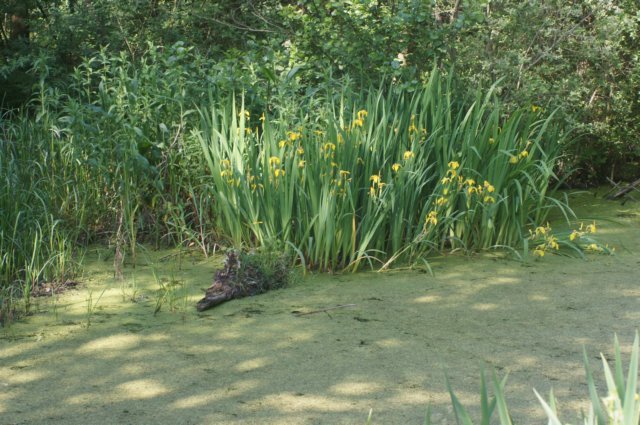 dsc00777.jpg