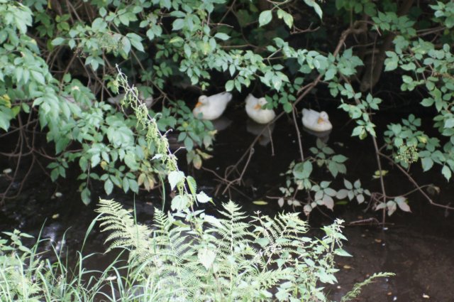 dsc04374.jpg
