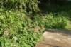 dsc04011_small.jpg