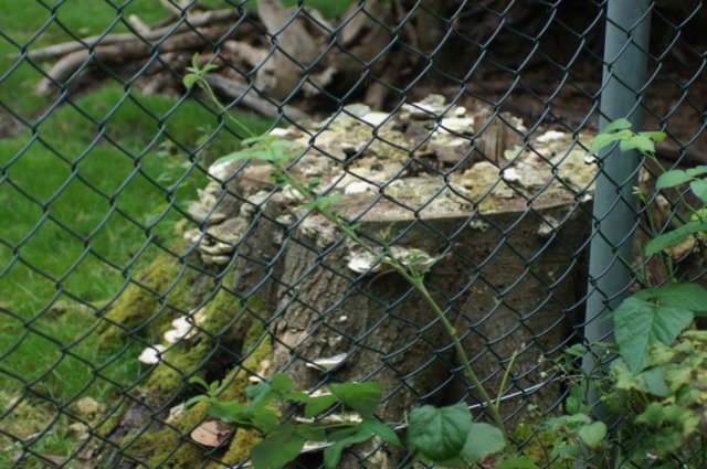 dsc04525.jpg
